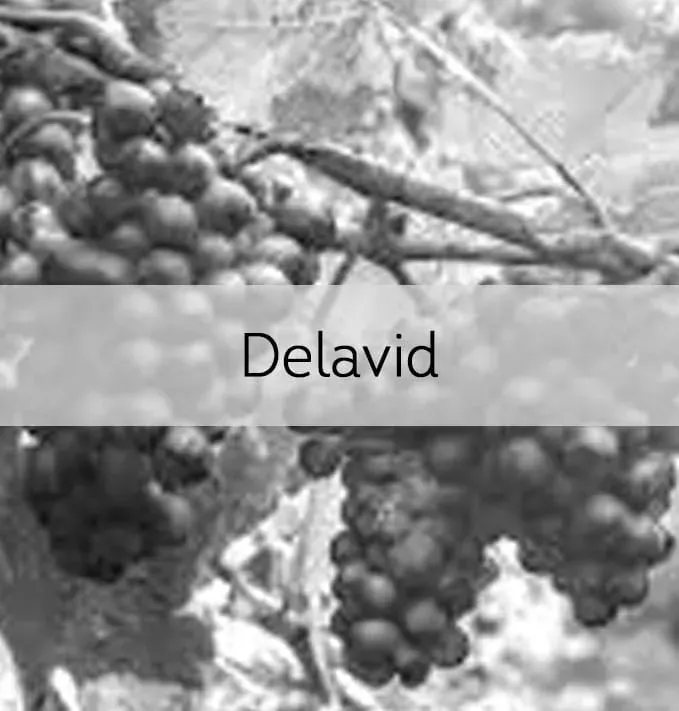 Delavid