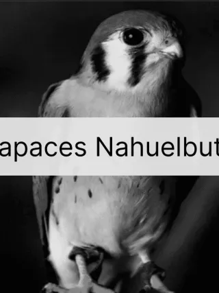 Rapaces Nahuelbuta
