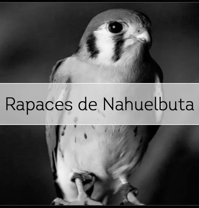 Logo de Rapaces