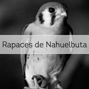Rapaces de Nahuelbuta